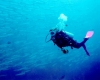 Alla ricerca di siti subacquei di interesse naturalistico