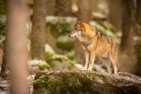 Lupi e greggi in Val di Vara, il sindaco Traversone: &quot;Gli allevatori sono la specie da salvaguardare&quot;