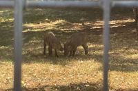 Cinghiali alla Maggiolina, trovato il cadavere di un cucciolo nel parco