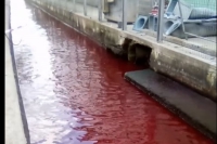 L&#039;acqua del canale alle Grazie si tinge di rosso: è caccia al responsabile
