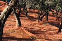 Annata difficile per l&#039;olio, cali intorno al 50%