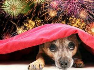 1600 firme per i fuochi d&#039;artificio silenziosi