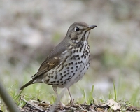 Recupero della fauna selvatica, la Lipu spezzina chiede chiarezza alla Regione