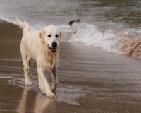Cani in spiaggia, 400 mq a disposizione a Framura