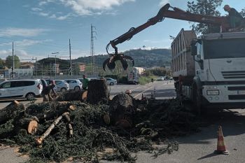 Tagliato l’albero secolare alla stazione di Migliarina