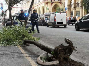Abbatte un albero di arance in via Veneto e fugge: rintracciato dalla Polizia Locale