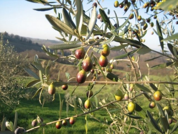 Vuoi diventare olivicoltore? Corso gratuito in Toscana