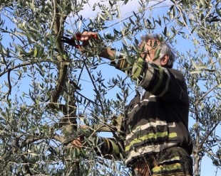 Coldiretti, un corso per la potatura dell&#039;olivo