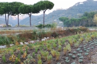 Rubate le piante lungo il Parmignola, il sindaco di Luni: “Partiranno le denunce”
