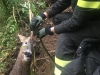 I Vigili del Fuoco salvano due caprioli dai bracconieri