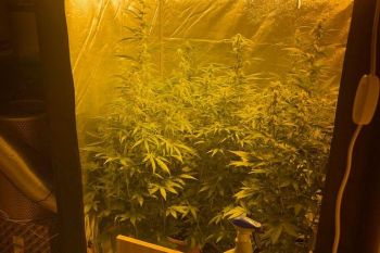La Polizia Locale individua una serra di marijuana al Favaro