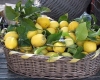 I limoni di Monterosso riconosciuti &quot;prodotto agroalimentare tradizionale&quot;