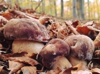 Funghi che passione: il clima favorisce l&#039;annata ligure