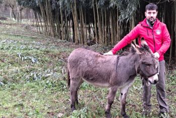 Achille, l&#039;asino con la croce nera: protagonista del Presepe Vivente di Equi Terme