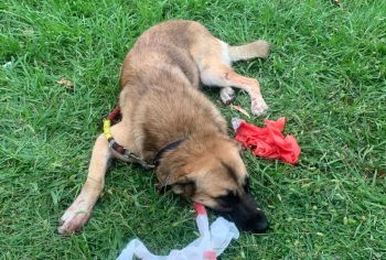 Mobilitazione online per curare Rocco, il cane ferito in un incidente