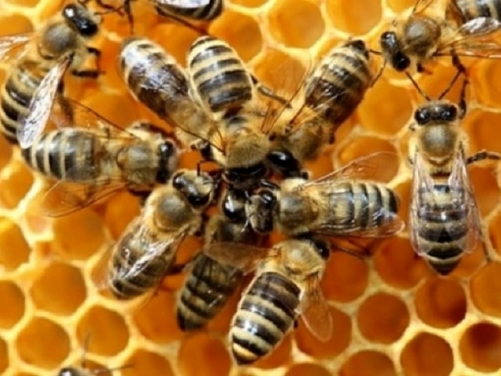 Agroindustria: &quot;Scegliere miele ligure per tutelare i consumatori e favorire le imprese&quot;