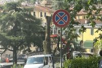 Alberi tagliati perché pericolanti, scontro in consiglio Comunale