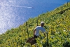 Cimento 2019, vino prodotto grazie al progetto &quot;T.R.A.Monti - terre restituite all’agricoltura&quot;