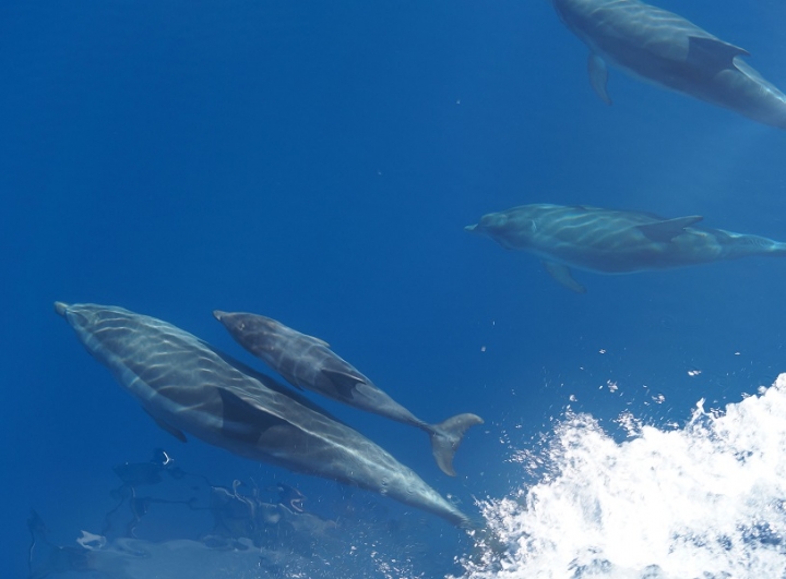 Biodiversità a rischio nelle acque del Santuario Pelagos