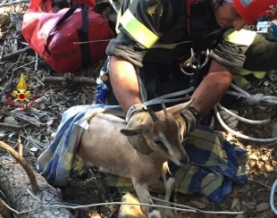 I Vigili del Fuoco salvano una capretta sull&#039;Isola Palmaria (video)