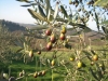 Turismo esperenziale alla scoperta degli oliveti liguri