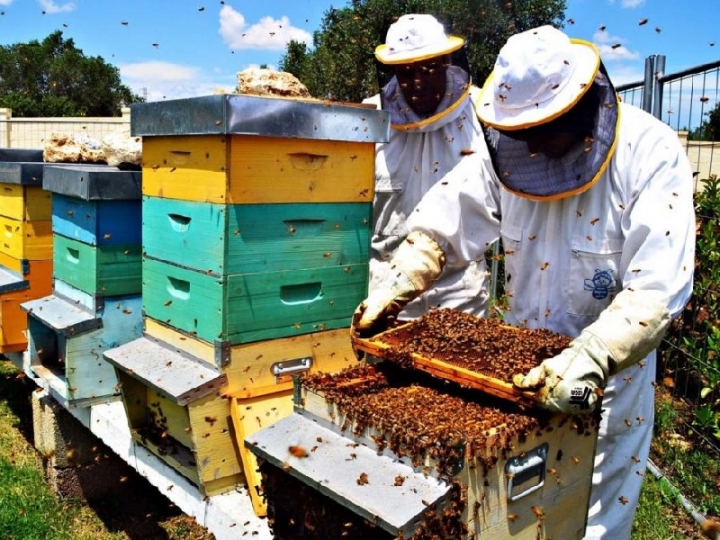 Apicoltura ligure, una pazza primavera azzera la produzione di miele