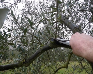 Agricoltura, passaporto verde per xylella. Mai: &quot;Non si dovranno etichettare tutti i vasi&quot;