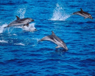 Framura, Levanto, Monterosso e Sarzana entrano nel Santuario Pelagos