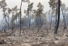 Incendio nei boschi di Framura, ancora in corso la bonifica