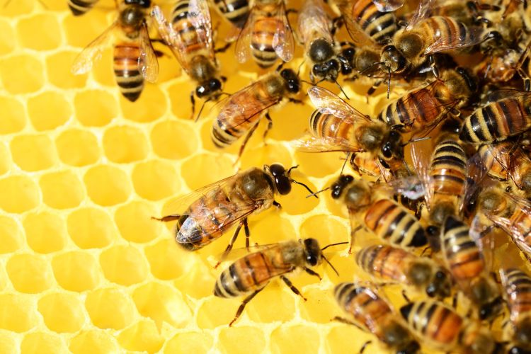 20 maggio giornata delle api: gli agricoltori Coldiretti per la tutela