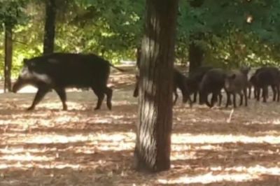 Cinghiali alla Maggiolina, CNA La Spezia: &quot;L&#039;attività che opera nel Parco ha diritto di risposte certe&quot;