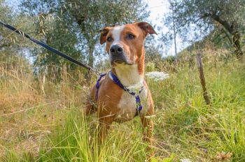 Se volete aprire la casa ed il cuore ad un cane, ecco alcuni amici a quattro zampe ospiti del canile della Spezia