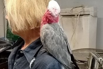 Il pappagallo cacatua rosa trovato ieri è stato restituito alla legittima proprietaria