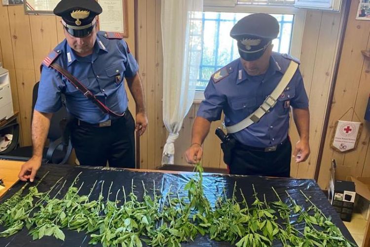 Coltivavano piante di marijuana in Val di Vara, coppia denunciata dai carabinieri