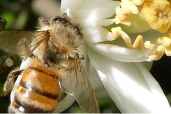 Giornata mondiale delle api, Legambiente Lerici aderisce alla campagna “Save the Queen”