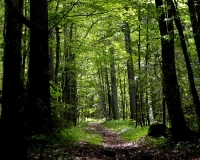 Approvato il Piano di Assestamento Forestale del Comune della Spezia