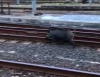 Un cinghiale sui binari alla stazione della Spezia (Video)