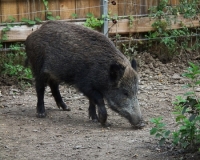 Caccia al cinghiale prorogata anche a gennaio