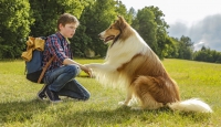 Con Lassie Gratis al Cinema in Piazza Europa