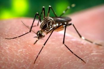 Febbre  West Nile, morte due donne nel parmense