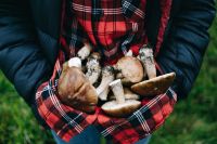 Raccolta funghi, i Carabinieri Forestali hanno sanzionato 6 persone per violazione delle regole