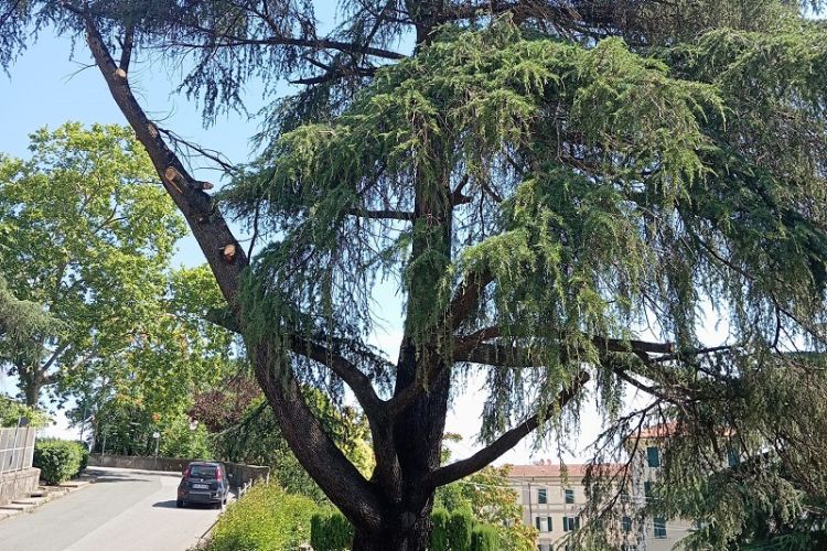 LeAli a Spezia dice NO all'abbattimento del cedro secolare di Pegazzano