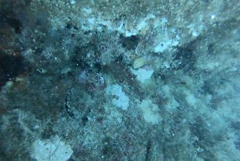 Dagli scarti della molluschicoltura nuovi “reef” per rigenerare il mare