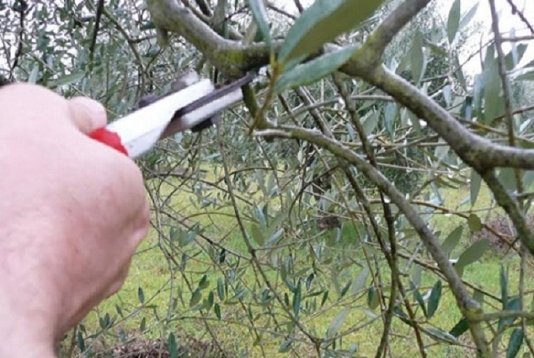 Ad Ameglia troppi olivi abbandonati, il Comune promuove un corso per imparare a potarli