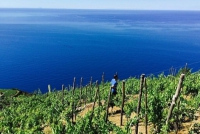 Viticoltura alle Cinque Terre