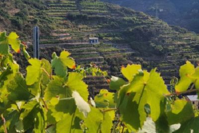 Comparto vitivinicolo, Confagricoltura plaude alle novità introdotte dal Ministero