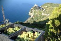 Viticoltori delle Cinque Terre a convegno per celebrare i 50 anni della &quot;DOC Cinque Terre&quot;