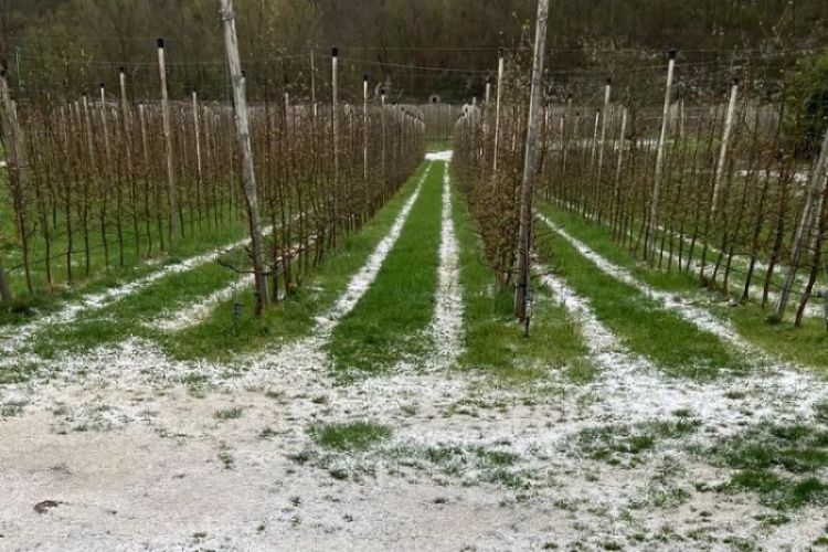 Confagricoltura: come segnalare i danni subiti dalla grandinata nello spezzino del 27 agosto 2024