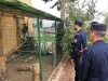 I Carabinieri Forestali scoprono un giro di vendita illegale di pappagalli cenerini