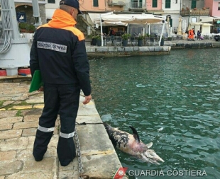Delfino morto ritrovato in Palmaria